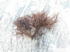 Furcellaria lumbricalis