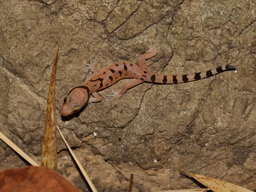 Sai Yok bent-toed gecko, Cyrtodactylus saiyok