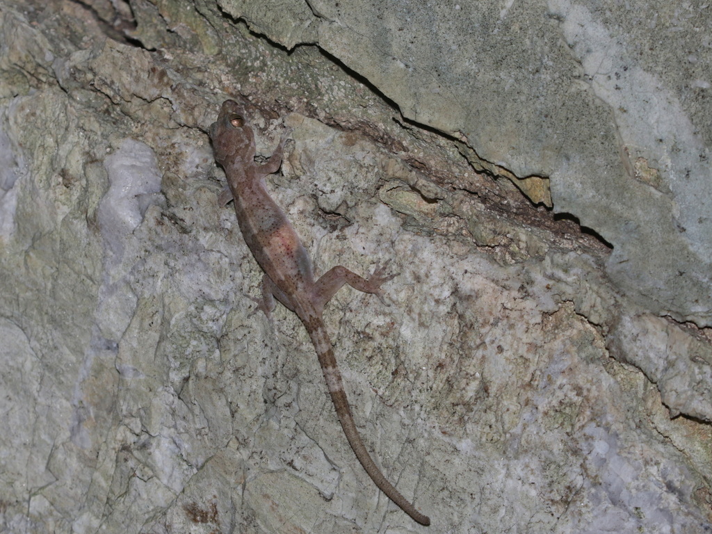Tham Than Lot Bent-Toed Gecko
