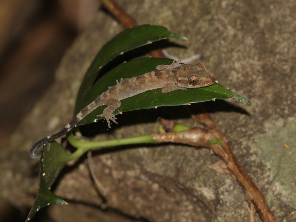 Cyrtodactylus uthaiensis from Thung Na Ngam, Lan Sak District, Uthai