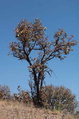 Quercus resinosa
