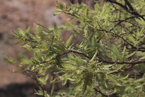 Image of Vachellia pennatula by (c) Ricardo Betancourt Sánchez, some rights reserved (CC BY)
