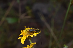 Neocrossidius trivittatus