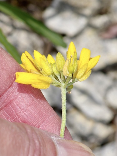 Image of Physaria engelmannii by (c) Michelle W. （鍾偉瑋）, some rights reserved (CC BY)