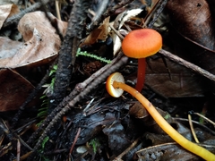Hygrocybe marchii