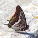 Emperor Butterflies - Photo (c) Giovanni, some rights reserved (CC BY-NC-SA)