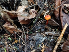 Hygrocybe marchii