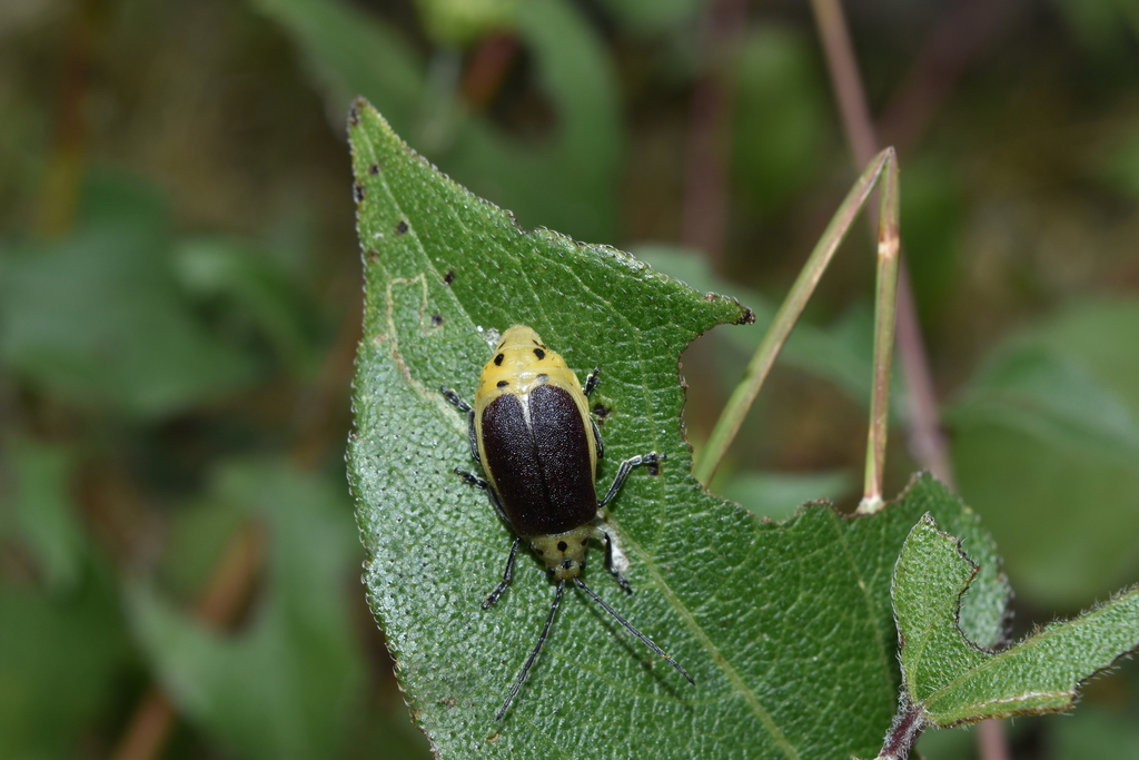 Nestinus auriquadrum