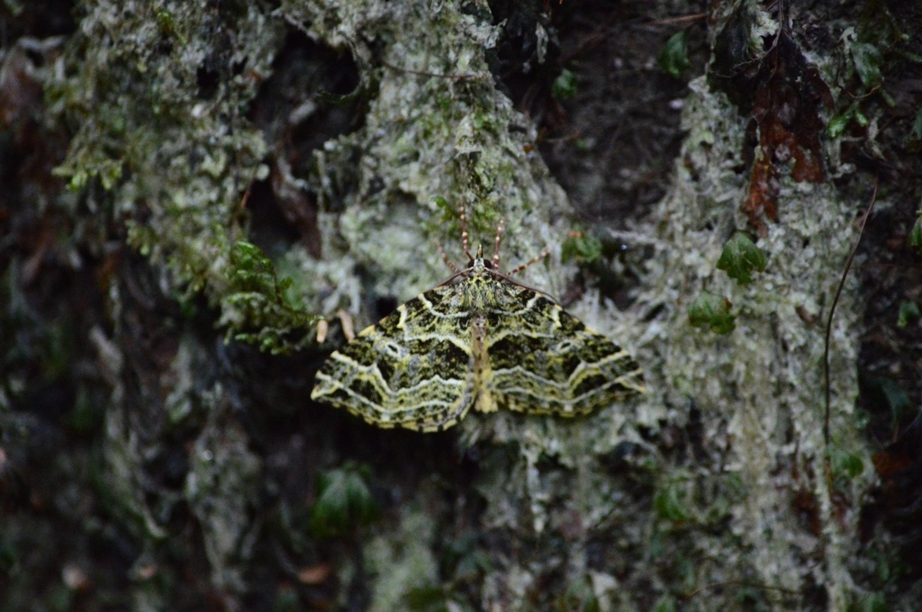 Synpelurga corralensis