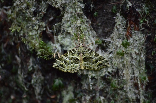 Synpelurga corralensis