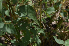 Neocrossidius trivittatus