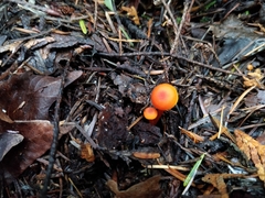 Hygrocybe marchii