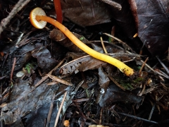 Hygrocybe marchii