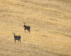 Cervus canadensis sibiricus