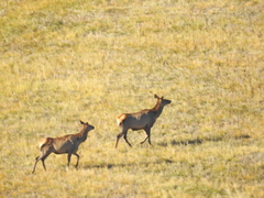Cervus canadensis sibiricus