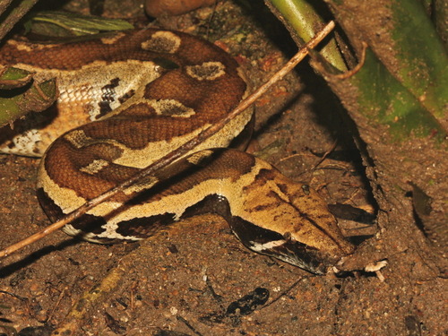 Malaysian Blood Python