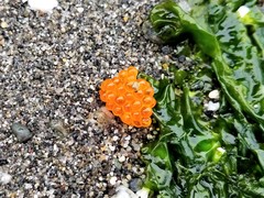 Nautichthys oculofasciatus