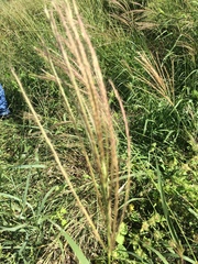 Trichloris pluriflora