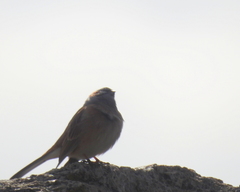 Emberiza godlewskii