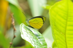 Leptophobia caesia