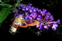 Hemaris fuciformis