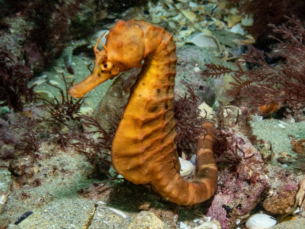 Bigbelly Seahorse from Portsea VIC 3944, Australia on April 05, 2023 at ...