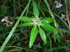 Euphorbia cuphosperma