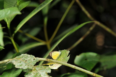 Leptophobia caesia