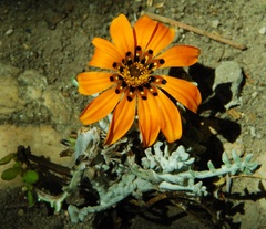 Gazania lanata