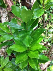 Ilex anomala