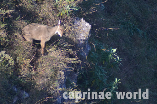 Subspecies Naemorhedus goral bedfordi · iNaturalist