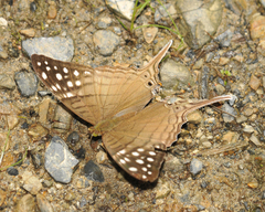 Marpesia merops