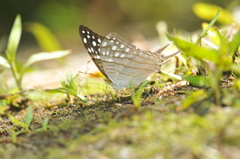 Marpesia merops