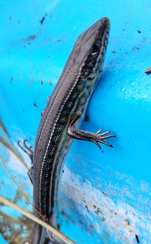 Straight-browed Ctenotus, Ctenotus spaldingi