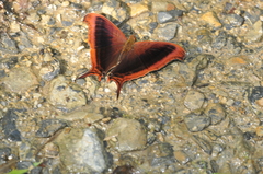 Marpesia zerynthia