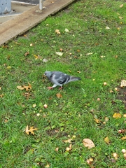 Columba livia domestica