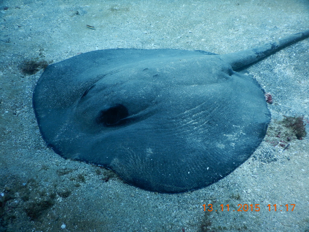 Pacific Chupare
