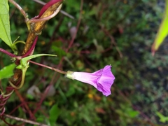 Ipomoea dumetorum
