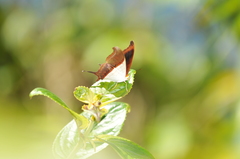 Marpesia zerynthia