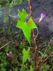 Ipomoea dumetorum