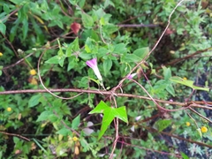 Ipomoea dumetorum
