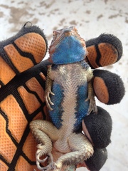 Blue Spiny Lizard photo 4