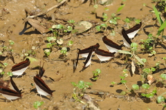 Marpesia zerynthia