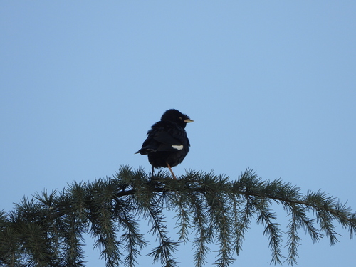 Crested Myna