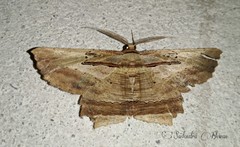 Menophra serpentinaria