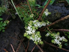 Sedum bourgaei
