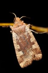 Conistra erythrocephala