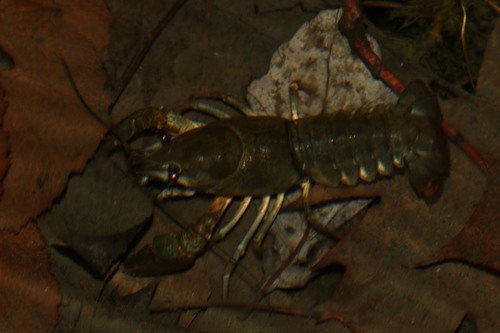 European Crayfish, photo 5 of 7
