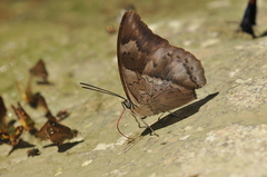 Archaeoprepona chromus chromus