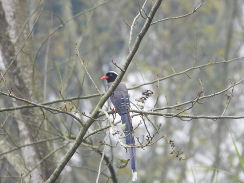 Red-billed Blue-Magpie